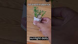 How to care for a Euphorbia Japonica l Euphorbia Japonica care tips [upl. by Beitch]