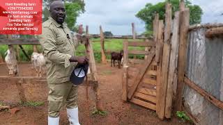 How to start Goat farming part 6 proper Housing of goats [upl. by Ysor]