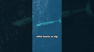 The Majestic Blue Whale Oceans Marvel [upl. by Helyn]