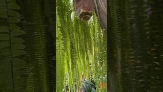 Inside a long hanging fern in the beautiful garden at Larco Museum in Lima [upl. by Lolanthe]