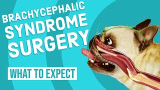 Brachycephalic Syndrome Surgery  What to Expect [upl. by Initirb]