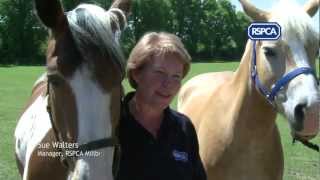 Adopting an RSPCA rescue horse [upl. by Dominic]