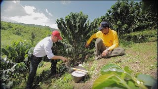 Fertilización Efectiva del Café Tips del Profesor Yarumo [upl. by Octavus]