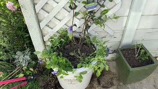 Planting star Jasmine in a container with pansies [upl. by Jefferson]