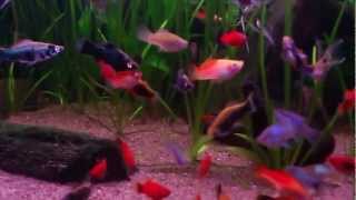 My Platy Fish Tank [upl. by Arne]