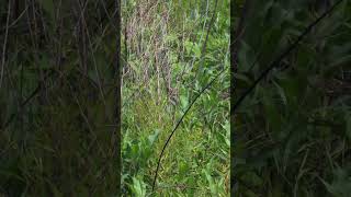 Common Yellowthroat at Tanglewood Park birdwatching wildlife nature [upl. by Siram]