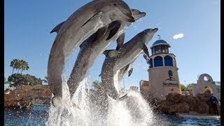 The Complete 2009 quotDolphin Discoveryquot Show at SeaWorld [upl. by Carmelle832]