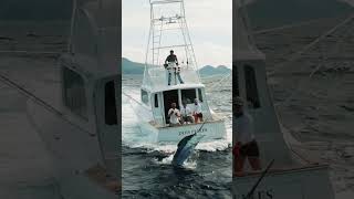 700 Pound Blue Marlin In The Azores  Marlin Fishing  fishing fish travel [upl. by Burlie820]