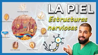 ANATOMÍA DE LA PIEL Estructuras nerviosas Merkel  Meissner  Pacini  Ruffini  Krause [upl. by Lathan713]