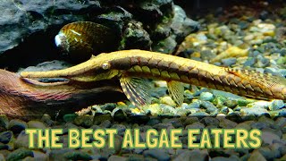 THE TOP 5 ALGAE EATERS FOR FRESHWATER AQUARIUMS HD [upl. by Girardo926]