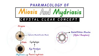 Miosis And Mydriasis  Pharmacology Of Miosis And Mydriasis  Miosis And Mydriasis Concept [upl. by Anedal]