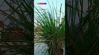 lemon grass cymbopogon plant [upl. by Nylyoj]