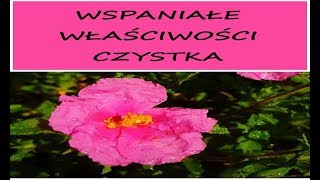 Czystek  WSPANIAŁE WŁAŚCIWOŚCI CZYSTKA [upl. by Soma]