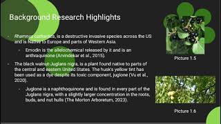 Effect of Allelopathy on Seed Germination [upl. by Aerdnael100]