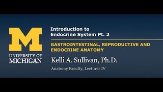 Endocrine System Introduction [upl. by Strawn]