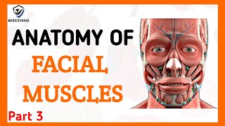 FACIAL MUSCLES PART 3  ORIGIN INSERTION AND ACTION  MASTICATORY MUSCLES [upl. by Nnylak]