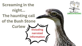 Whats that Scream in the Night It could be a Bush Stone Curlew birds australia birdcall [upl. by Nylime]