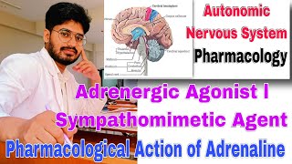 adrenergic agonist classification Pharmacology sympathomimetic। Pharmacological action of adrenaline [upl. by Asreht936]