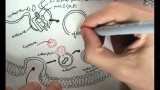 Immunology  Innate Immunity MHC processing [upl. by Lellih686]