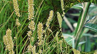 Pterocaulon alopecuroides uma erva antifúngica [upl. by Hegarty398]