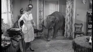 Lassie  Episode 208  quotThe Elephantquot  Season 6 Ep 26  06061960 [upl. by Raskin]