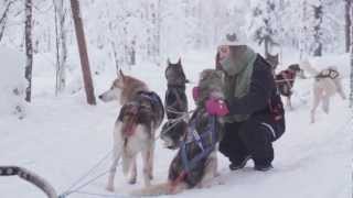 Husky sleigh rides in Levi mountain resort in Lapland  safari with huskies in Finland [upl. by Richia]