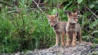 Adorable Coyote Pups  A Heartwarming Story of Survival [upl. by Amhsirak]