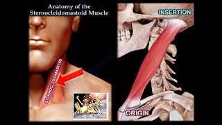 Anatomy Of The Sternocleidomastoid Muscle  Everything You Need To Know  Dr Nabil Ebraheim [upl. by Aicittel]