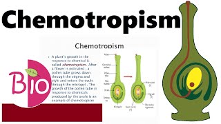 What is Chemotropism by Simply The Best BIO [upl. by Eleaffar]