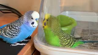 Two parakeets talk to each other whilst talking to their own reflections [upl. by Eilsehc]