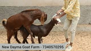 Goat mating poverful sirohi male and gujari female [upl. by Thgirw]