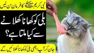 Billi Ko Khana Khilane Ke Fayde  Dolat Hi Dolat [upl. by Shirl]