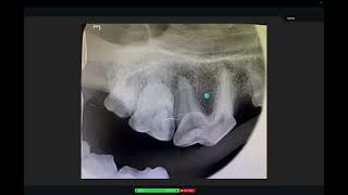 Radiographic interpretation in dogs  periapical lucencies [upl. by Dominy]