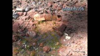 Quellen und Brunnen in der Pfalz  Eine kleine Naturquelle sprudelt aus dem Boden  Naturfilm [upl. by Auqinot818]