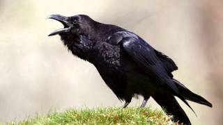 Raven  bird call  Learn The Sound A Raven Makes  Raven Sounds and Pictures [upl. by Yasdnyl]