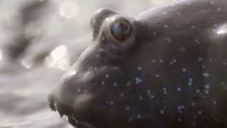 Mudskippers high jumps  Natures Greatest Dancers Episode 1 Preview  BBC One [upl. by Bisset]