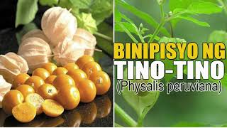 Health Benefits of Physalis PeruvianaTinoTino  Happy Gino [upl. by Rehptosirhc]