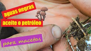 Micorrizas en el desierto🏜¿Es posible🍄Usos prácticos del micelio🦠🏡🌳🌾 [upl. by Dleifniw468]