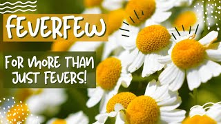 Feverfew Herb The Medicinal Daisy Herb for More than Just Fevers [upl. by Wiltz814]