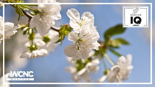 Bradford Pear Trees An invasive species to North Carolina [upl. by Lindsley]