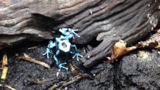 Dendrobates auratus el cope [upl. by Rika]