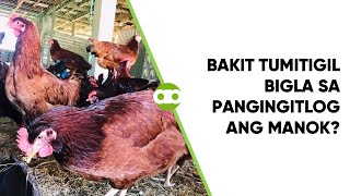 Bakit Tumitigil Bigla sa Pangingitlog ang Manok [upl. by Lleznol]