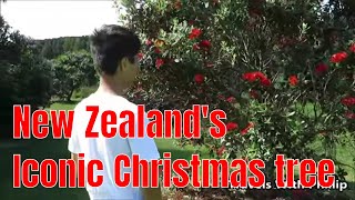 Pohutukawa tree New Zealand’s iconic Christmas tree [upl. by Houston]