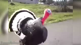 Funny Turkeys Gobbling Compilation [upl. by Rofotsirk]