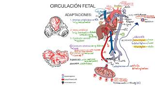 Circulación fetal ACTUALIZACIÓN 2024 [upl. by Drauode]