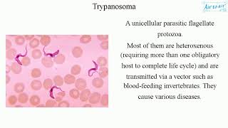 Trypanosoma [upl. by Allbee]