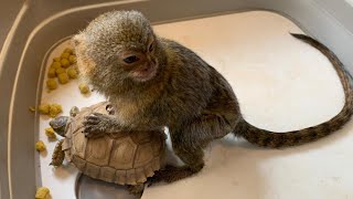 Very tiny adorable pygmy marmoset monkey playing with his friends [upl. by Einaffyt]