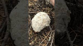 Giant Puffball Satisfying Mushroom ASMR Tapping and Peelinga Big Edible Calbovista subsculpta [upl. by Lledroc]