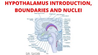 Hypothalamus  Introduction  Boundaries  Nuclei [upl. by Eatnohs510]