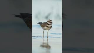 Have you ever heard a Killdeer’s call  birds bird birdphotography birdlovers birdwatching [upl. by O'Shee]